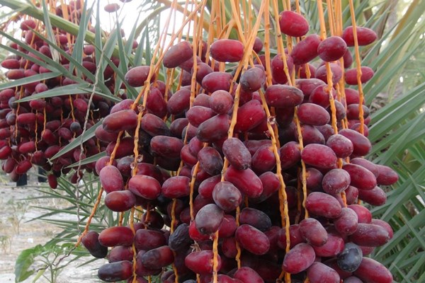 راه اندازی نخستین واحد بسته بندی و فرآوری خرما در بشاگرد